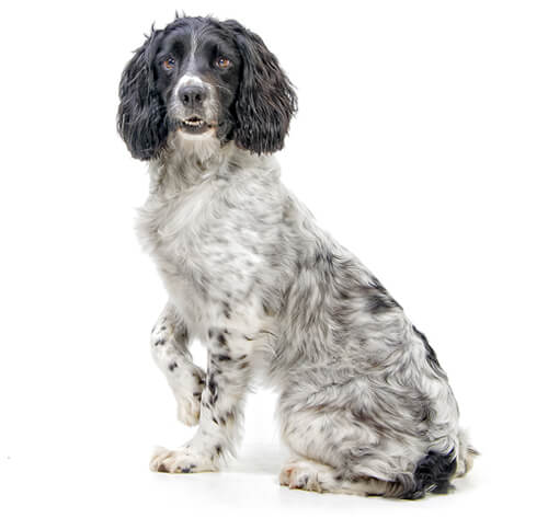 English Springer Spaniel Rassebeschreibung PURINA